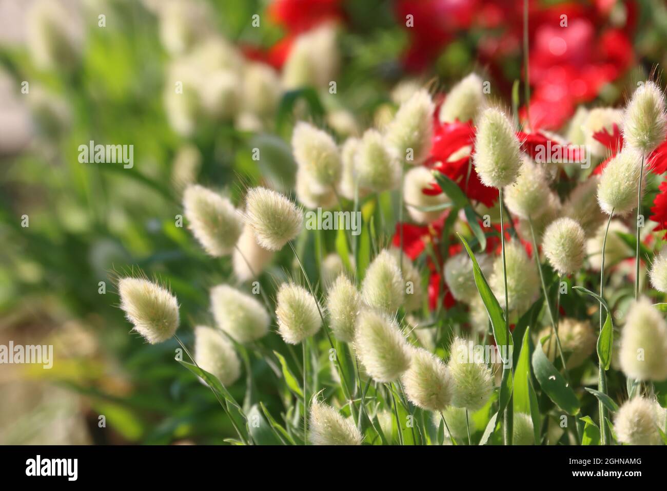 Erba di coda di lepre/erba di coda di Bunnytail (Lagurus ovatus) l'erba ornamentale in giornata calda Foto Stock