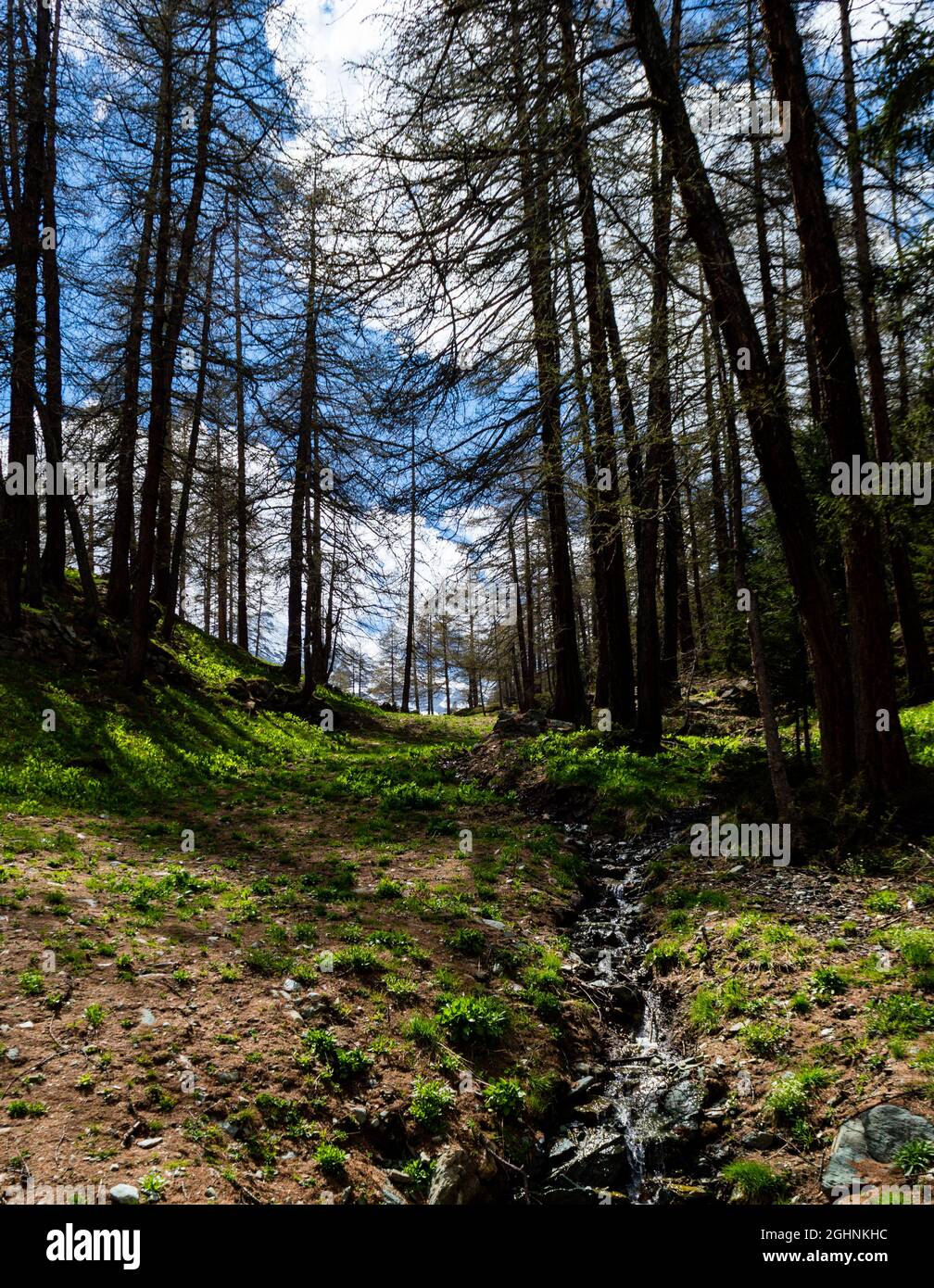 Escursioni all'ombra degli alberi lungo il Ru Courtaud un meraviglioso percorso in Valle d'Aosta ai piedi del monte rosa Foto Stock