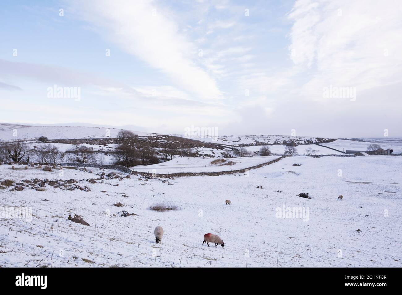 Pecora pascolo in campi coperti di neve a Ribblesdale, Yorkshire Dales, Regno Unito Foto Stock