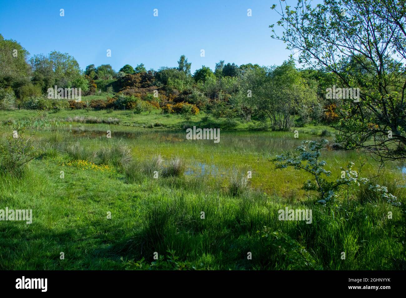 Pond on Daisy Hill NR, County Durham in estate Foto Stock