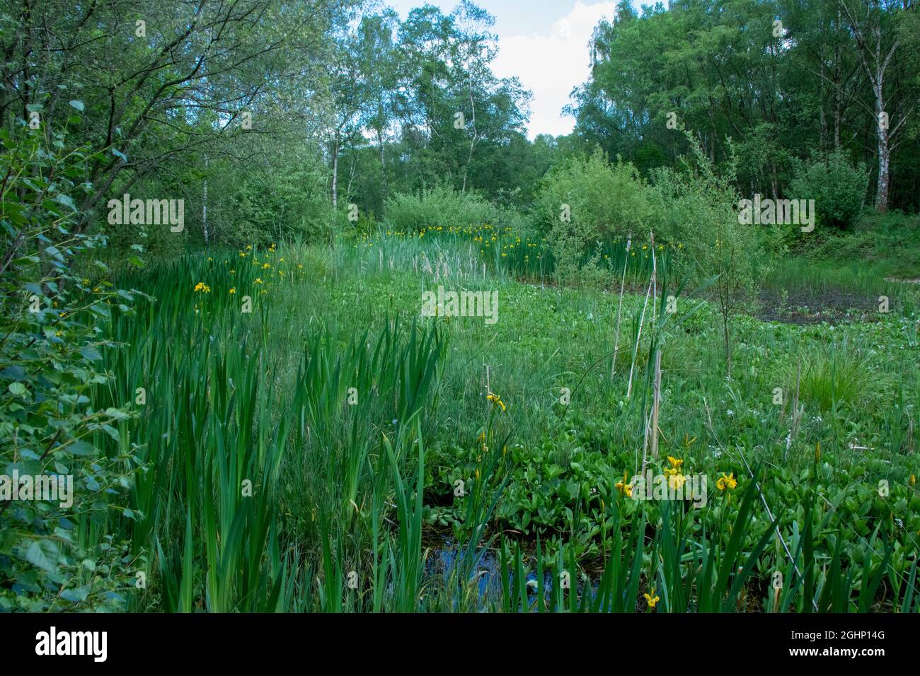 Malton Pond NR, County Durham Regno Unito Foto Stock