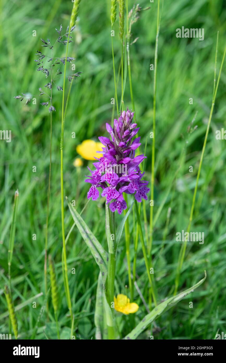 Orchid in Prato Foto Stock
