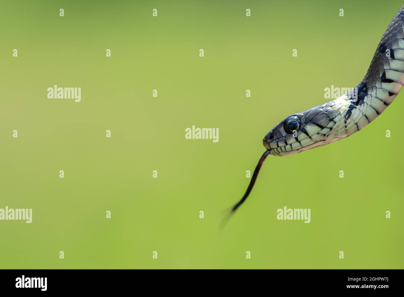 Serpente d'erba arrossata (Natrix helvetica), primo piano della testa con lingua, Renania settentrionale-Vestfalia, Germania Foto Stock