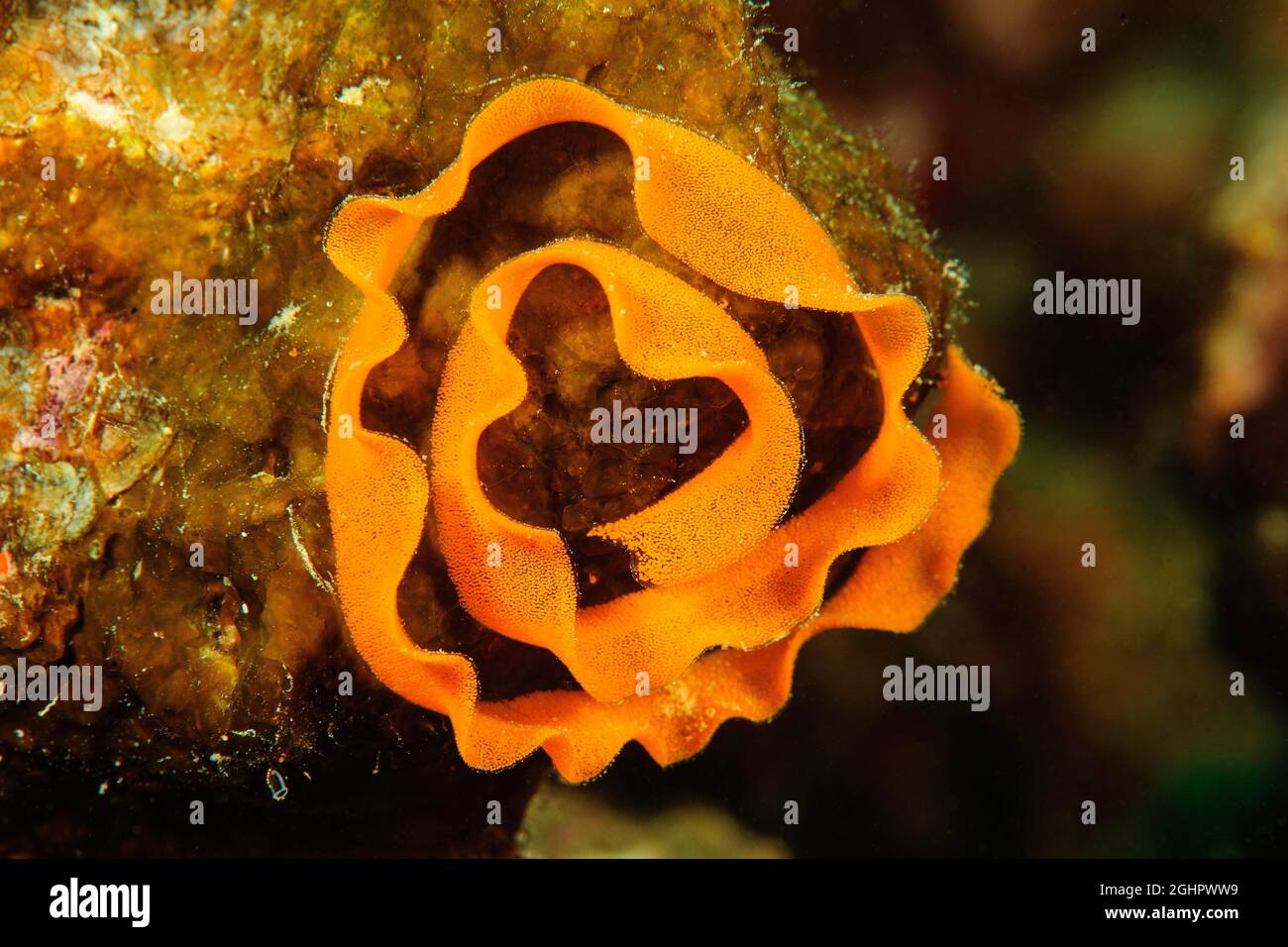 Grinfie di nudibranco marino (Haggerda malesso), Oceano Pacifico, Yap, Stati Federati di Micronesia Foto Stock