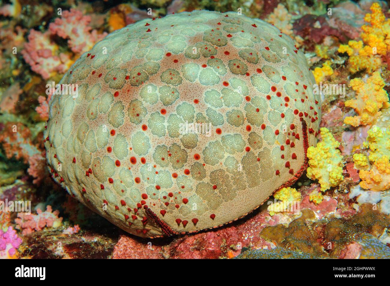 Spiny cuscino star (Culcita novaeguineae), Starfish, Mare delle Andamane, Oceano Pacifico, Isola McLeod, Myanmar Foto Stock