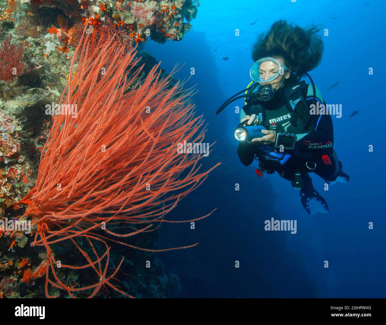 Subacqueo che guarda e illumina corallo a frusta rossa (Ellisella ceratophyta), Oceano Pacifico, Palau Foto Stock
