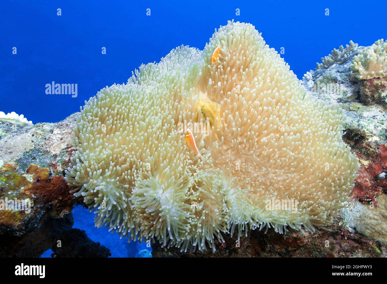 Magnifico anemone marino (Heteractis magnifica), Oceano Pacifico, Yap, Stati Federati di Micronesia Foto Stock