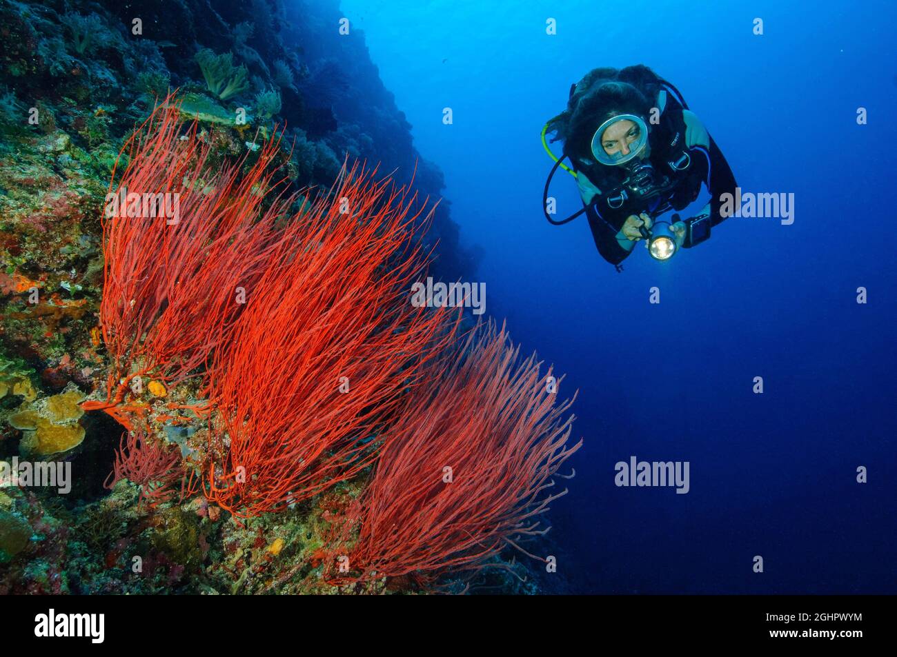 Subacqueo che guarda e illumina corallo a frusta rossa (Ellisella ceratophyta), Oceano Pacifico, Palau Foto Stock