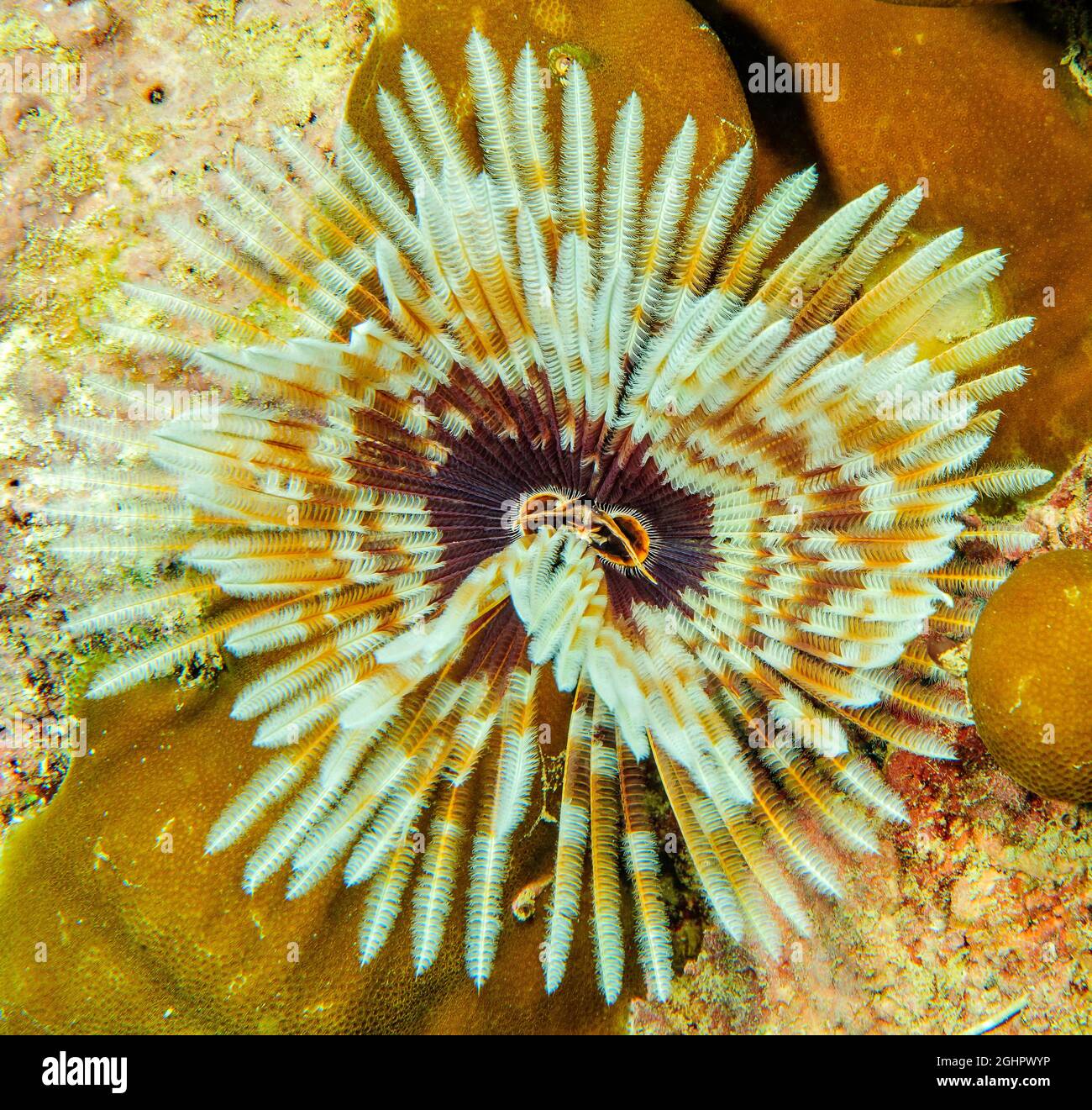 Indo-Pacific Indian Feather Duster Worm (Sabellastarte spectabilis), Oceano Pacifico, Yap, Stati Federati di Micronesia Foto Stock