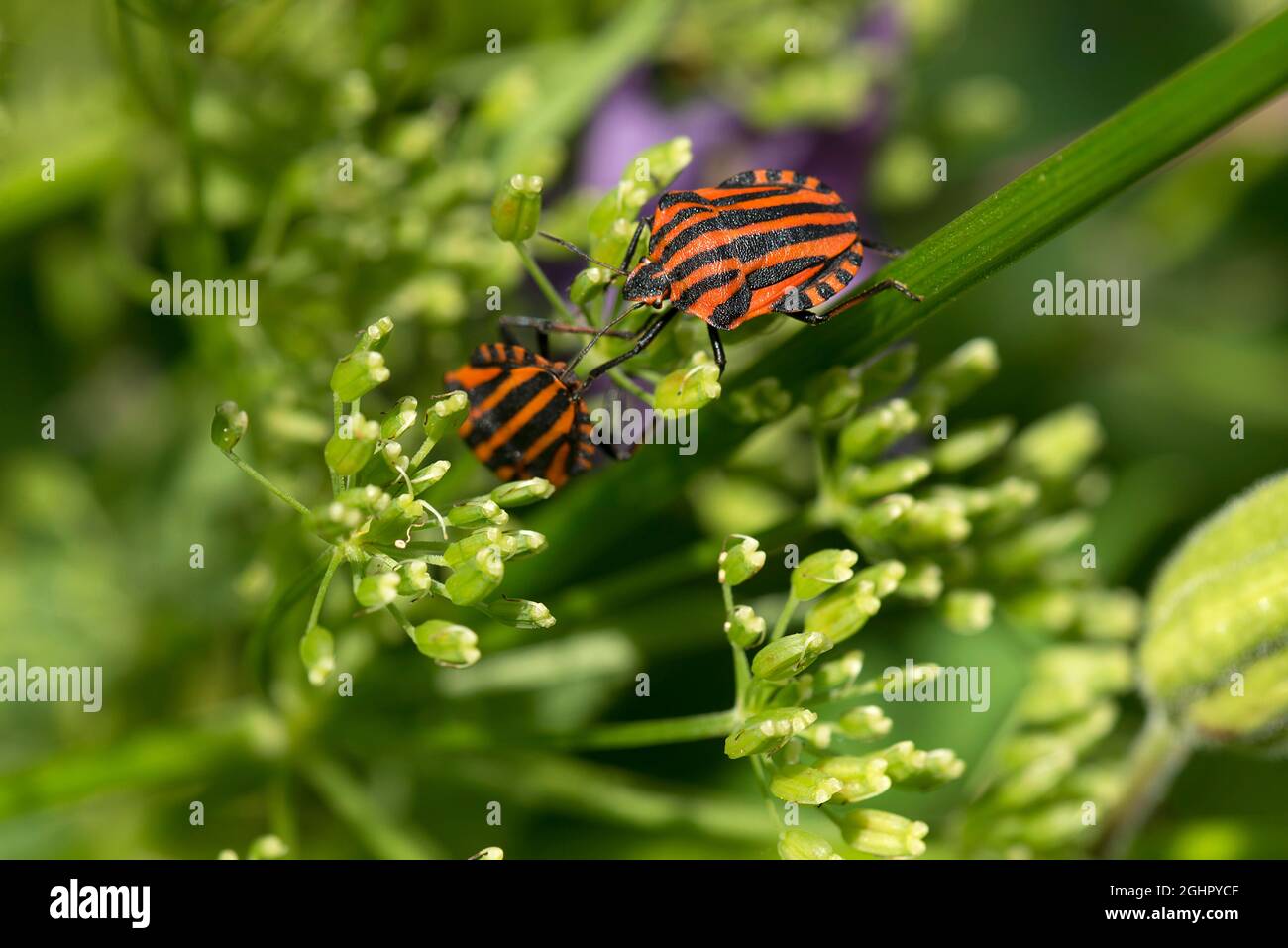 Italian Striped-bug (Graphosoma italicum) su un sambuco di fiori (Egopodium podagraria), Baviera, Germania Foto Stock