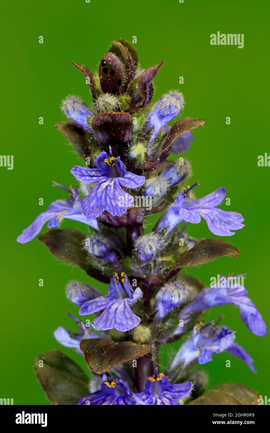 Buggle blu (Ajuga reptans), fioritura, fioritura, Germania Foto Stock