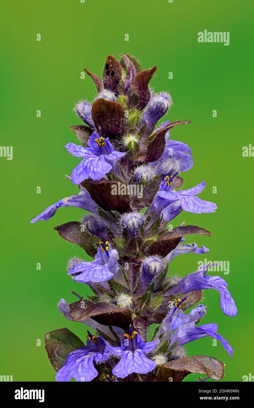 Buggle blu (Ajuga reptans), fioritura, fioritura, Germania Foto Stock
