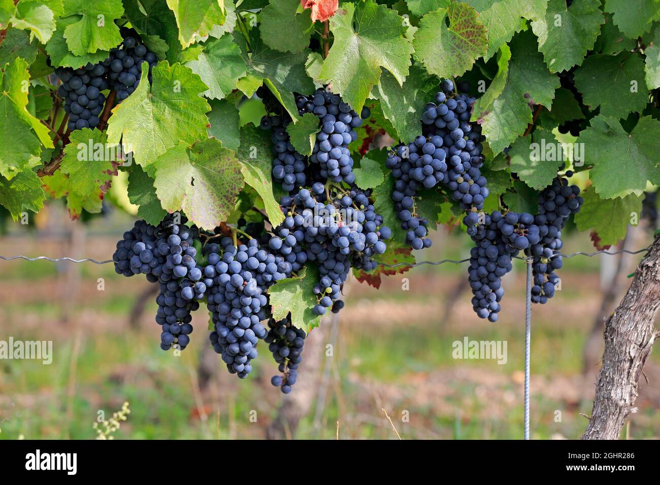 Vitigno (Vitis vinifera), Cabernet Sauvignon, con uve, a fine estate, frutta, frutta, uva, poco prima della vendemmia, di fronte Foto Stock