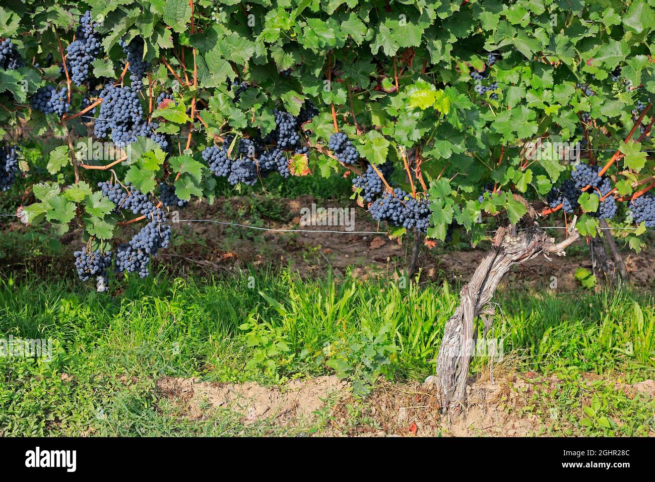 Vitigno (Vitis vinifera), Portugigieser, con uve, in fine estate, frutta, frutta, uva, poco prima della vendemmia, davanti alla vendemmia Foto Stock