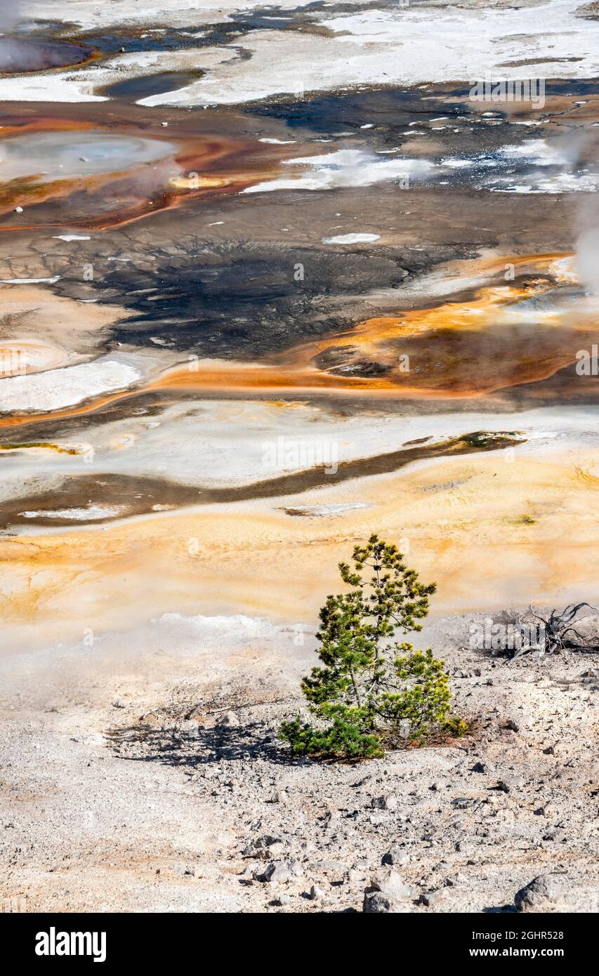 Foto di dettaglio astratta, sorgenti termali, piccolo albero di fronte a colorati depositi minerali in porcellana Basin, Noris Geyser Basin, Yellowstone National Foto Stock