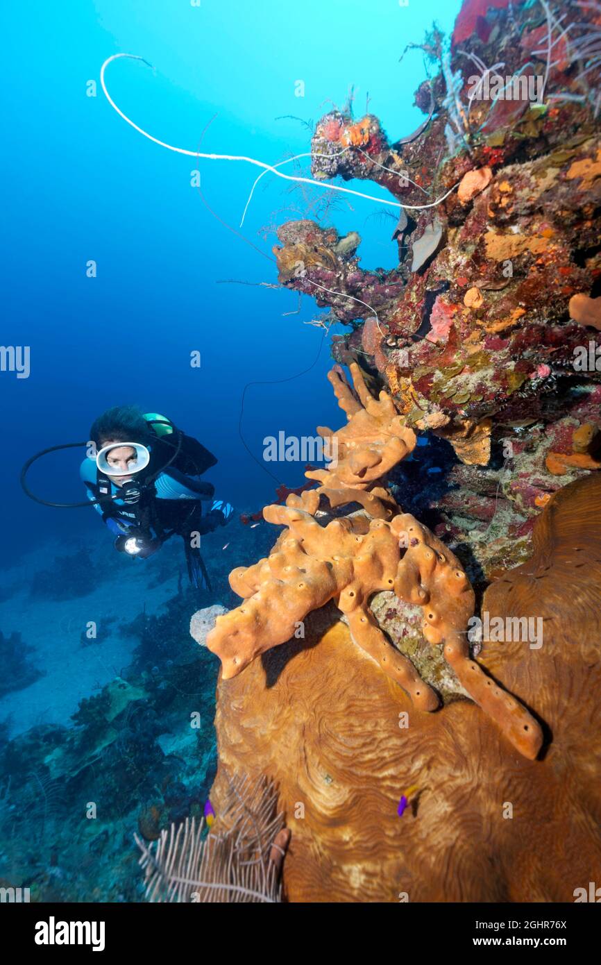 Subacqueo che guarda la barriera corallina con varie Sponge (Porifera) e coralli (Anthozoa), Mar dei Caraibi vicino a Playa St. Lucia, Provincia di Camagueey Foto Stock