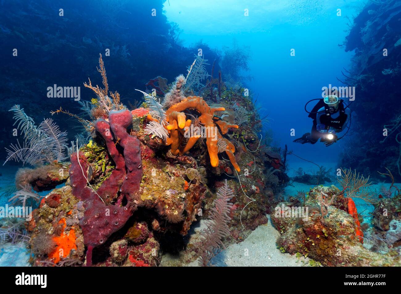 Il subacqueo nuota attraverso il taglio della barriera corallina e guarda il patch reef con varie spugne e coralli, Mar dei Caraibi vicino a Playa St. Lucia, provincia di Camagueey Foto Stock