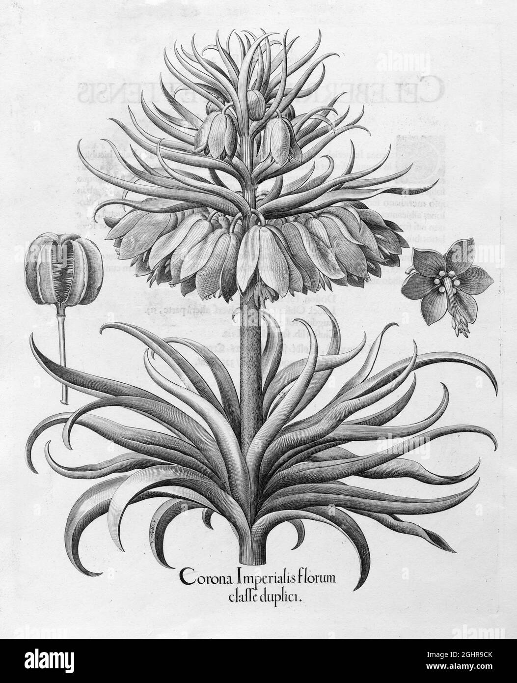 Corona imperiale (Fritillaria imperialis), incisione in rame di Basilius Besler, di Hortus Eystettensis, 1613 Foto Stock