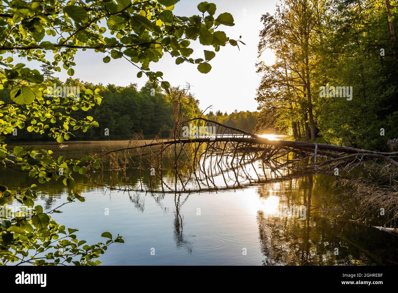 Pfaffensee al tramonto, alberi, laghi del parco, Stoccarda, Baden-Wuerttemberg, Germania Foto Stock