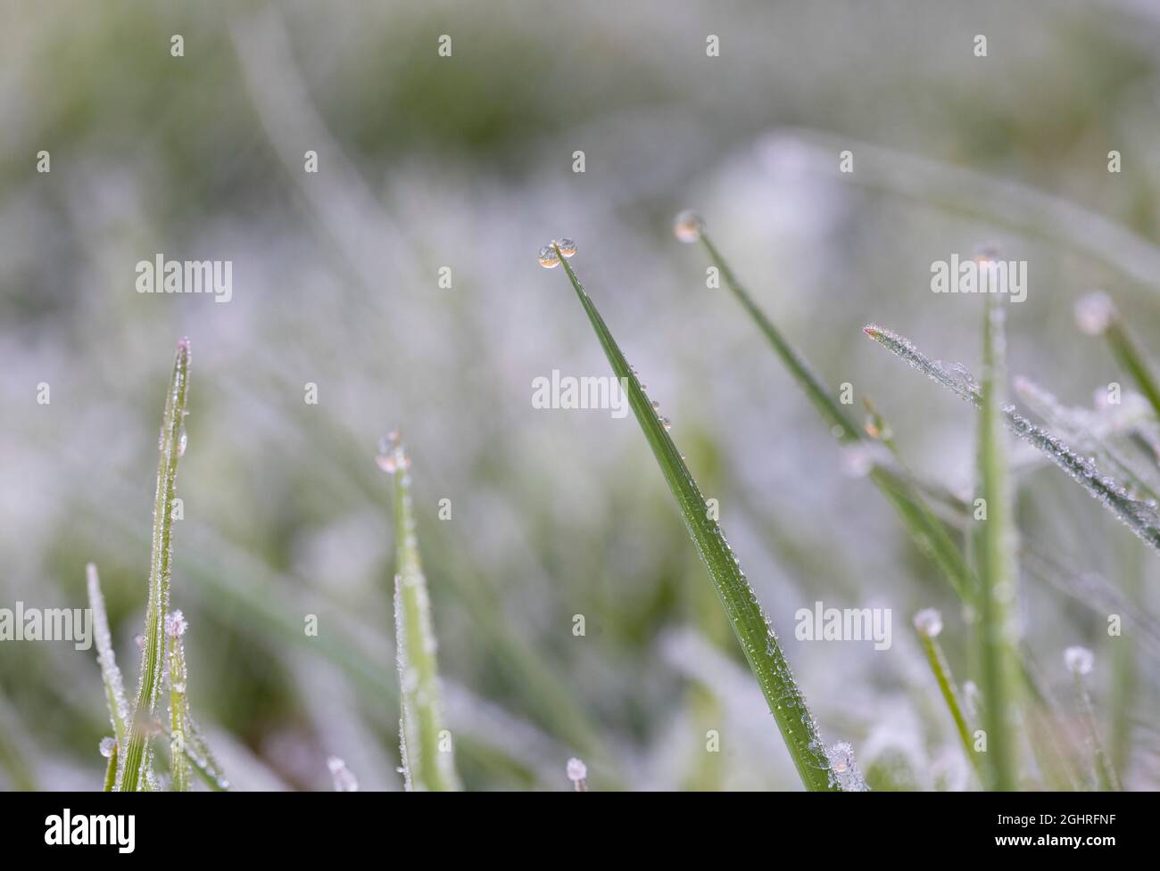 Foglie di erba con gocce di rugiada congelate, hoarfrost, Austria Foto Stock