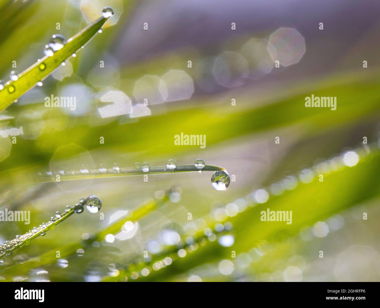 Foglie d'erba con gocce di rugiada, Austria Foto Stock