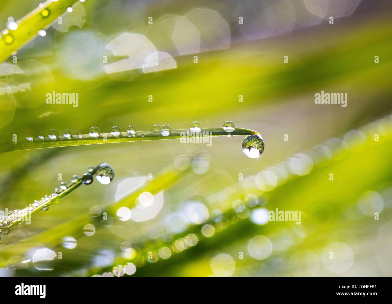 Foglie d'erba con gocce di rugiada, Austria Foto Stock