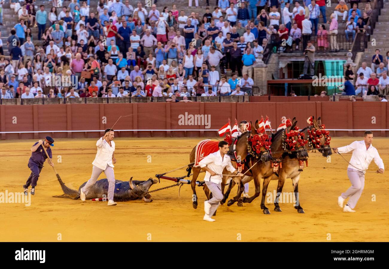 Toro che viene tirato attraverso l'arena su cavalli per rendere omaggio, Vuelta al ruedo, corrida, Plaza de toros de la Real Maestranza de Caballeria de Foto Stock