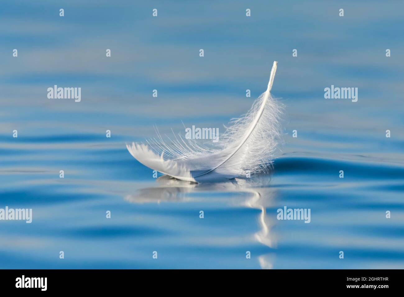 Primo piano di una piuma galleggiante di cigno sull'acqua blu, Thurgau, Svizzera Foto Stock