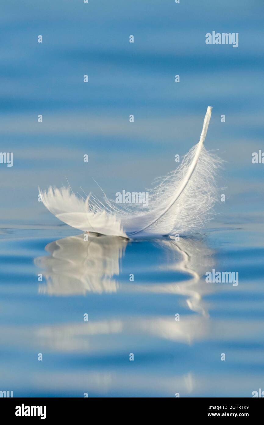 Primo piano di una piuma galleggiante di cigno sull'acqua blu, Thurgau, Svizzera Foto Stock