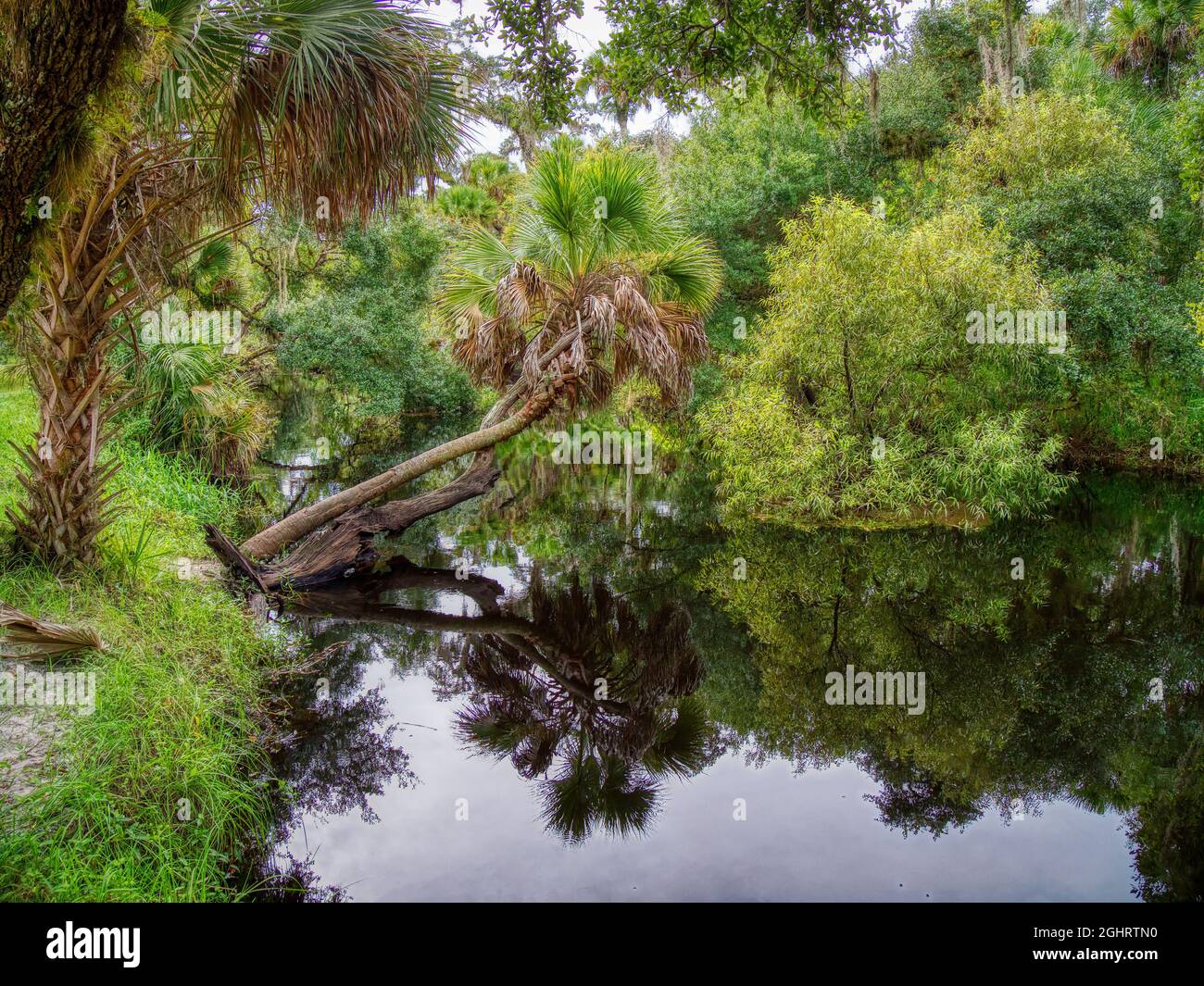 Clay Gully nel Myakka River state Park a Sarasota, Florida USA Foto Stock