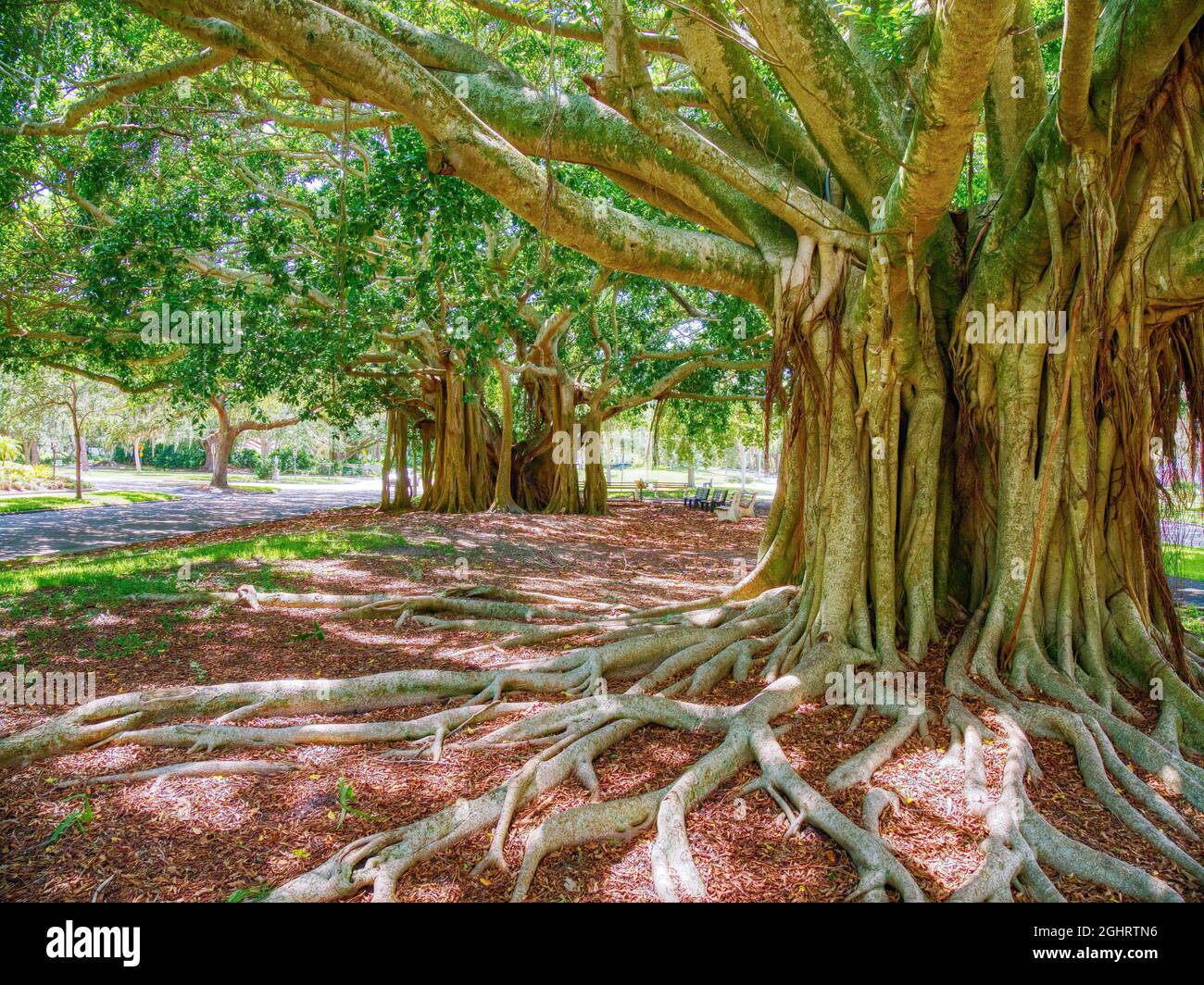 Banyon albero Ficus benghalensis o banyan indiano l'albero nazionale dell'India su West Venice Avenue a Venezia Florida USA, Foto Stock