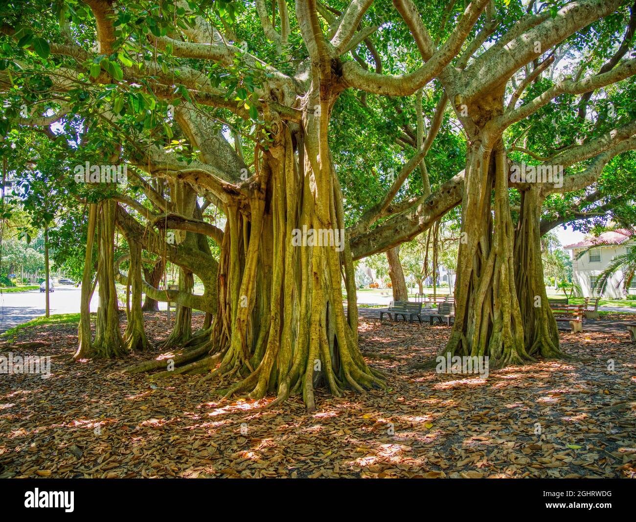 Banyon albero Ficus benghalensis o banyan indiano l'albero nazionale dell'India su West Venice Avenue a Venezia Florida USA, Foto Stock