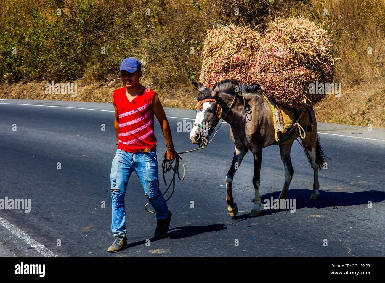 Trasporto di paglia con mulo, Guatemala Foto Stock
