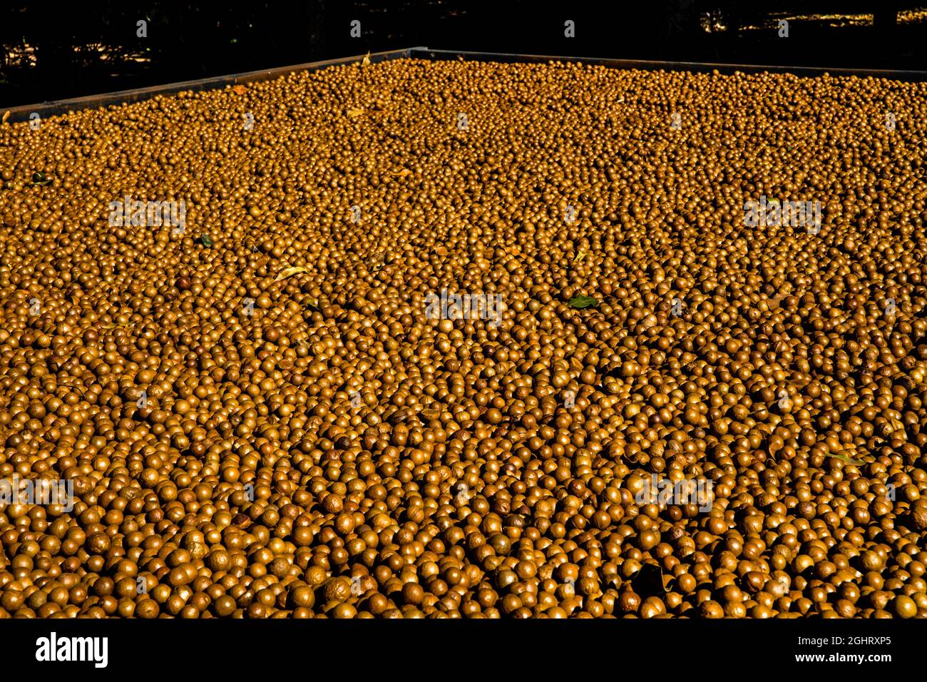 Frutta secca di noce dell'albero della macadamia, fattoria della macadamia, Antigua, Guatemala Foto Stock