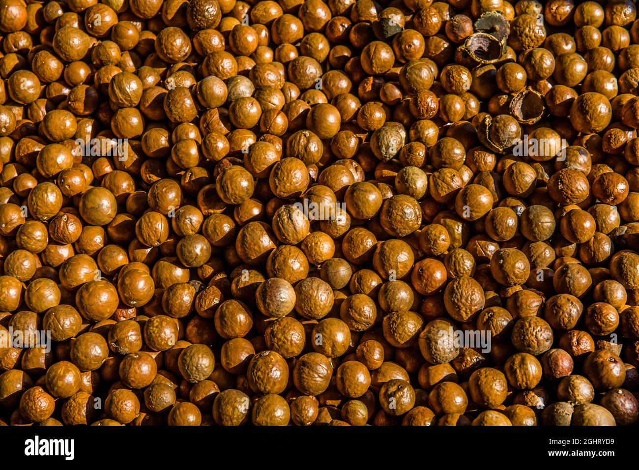 Frutta secca di noce dell'albero della macadamia, fattoria della macadamia,  Antigua, Guatemala Foto stock - Alamy