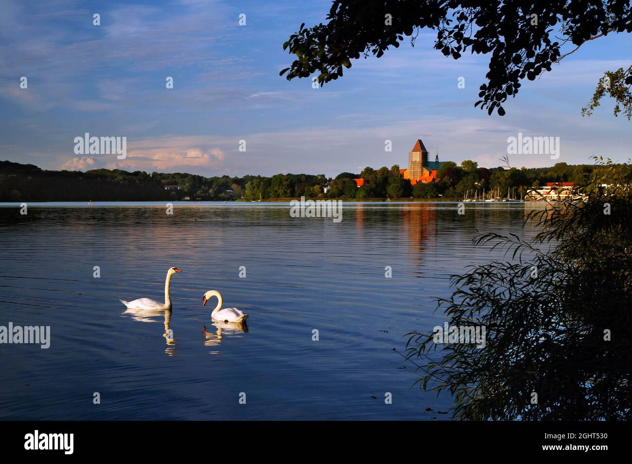 Cigni, olori, vista sul lago Ratzeburg a Ratzeburg, cintura verde, Border Trail, Parco Naturale Laghi di Lauenburg, Ratzeburg, Ducato di Lauenburg Foto Stock