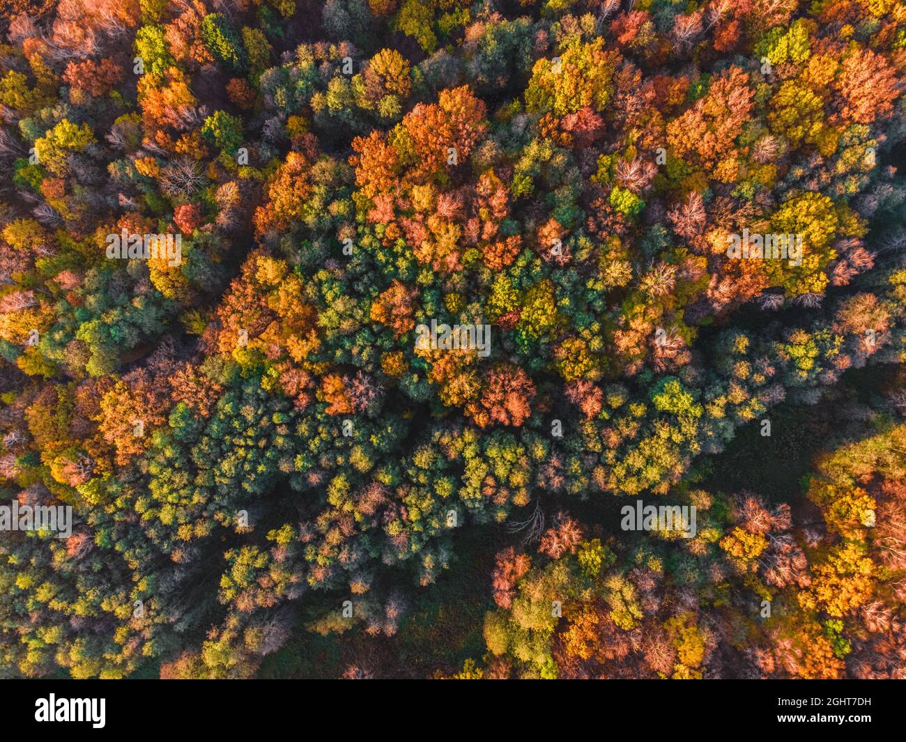 Veduta aerea della foresta autunnale. Bellissimo paesaggio con alberi con foglie verdi, rosse e arancioni. Vista dall'alto dal drone Foto Stock