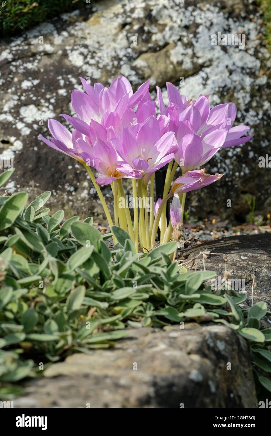 Colchicum speciosum, zafferano di prato gigante, croco d'autunno, fiori viola-rosa all'inizio dell'autunno/autunno Foto Stock