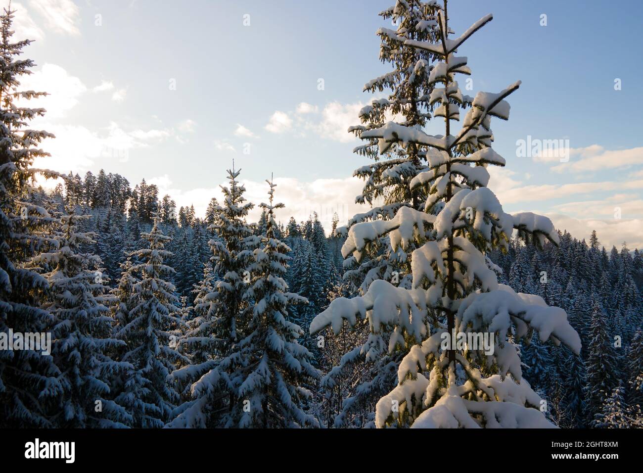 Paesaggio invernale aereo con alberi spruse di foresta innevata in montagne fredde in serata. Foto Stock