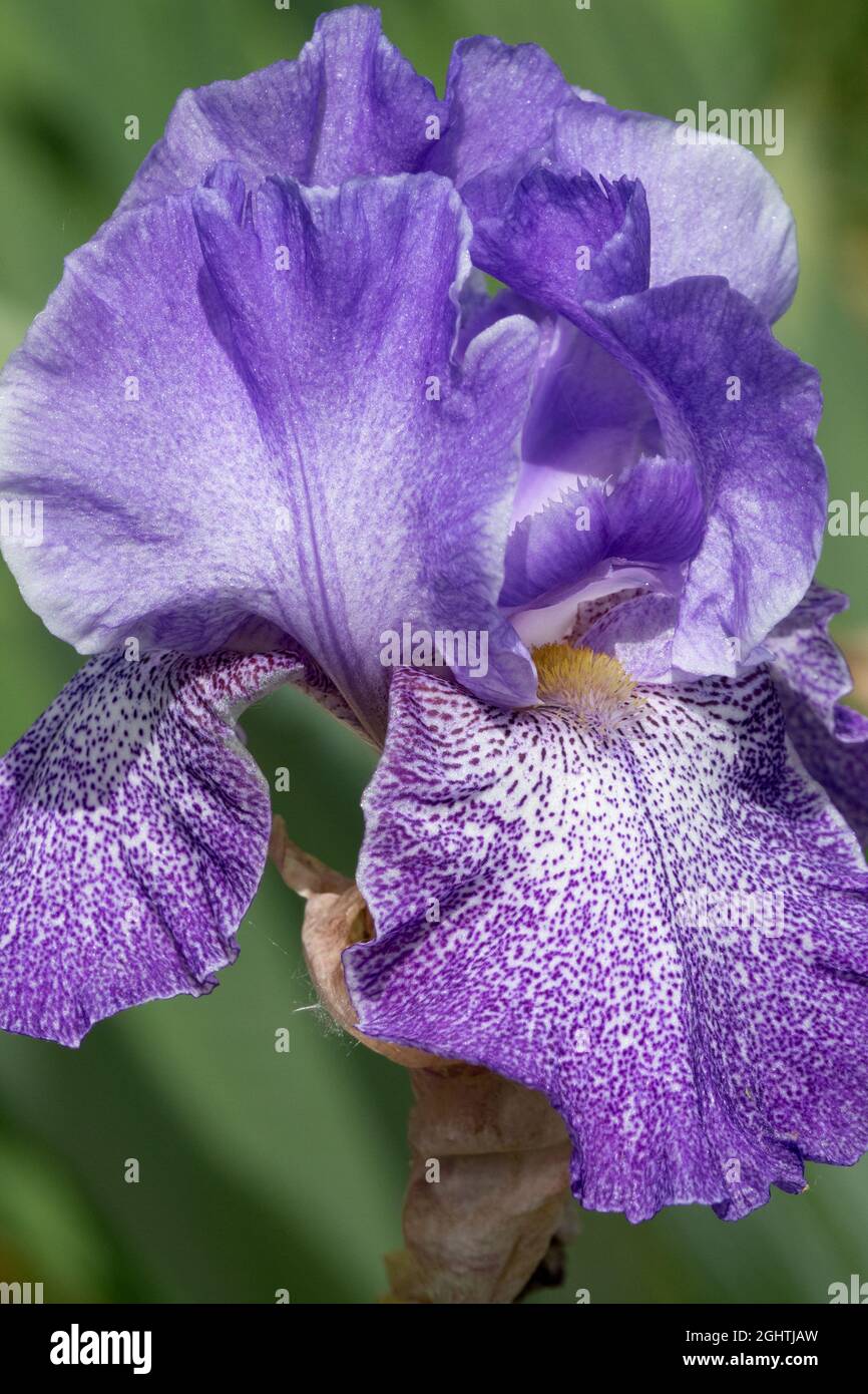 Morbido Iris blu-lavanda, tall, con archetto, "Purple Pepper" Foto Stock
