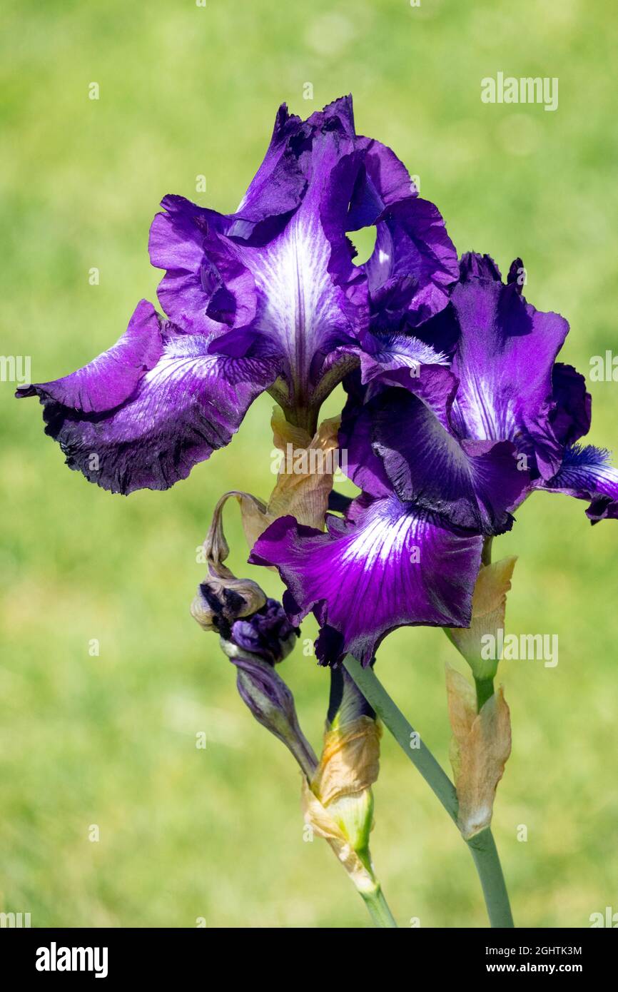 Bellezza bearded IRIS fiori blu 'Winners Circle' Foto Stock