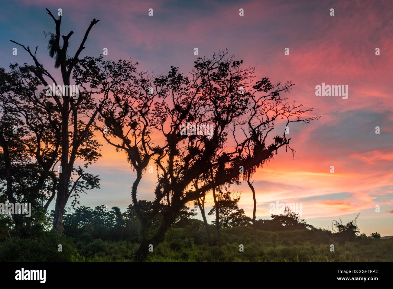 Una silhouette di un albero con un tramonto rosa nei Caraibi. Albero con perdita di dati. Tramonto tropicale a Trinidad West Indies. Foto Stock