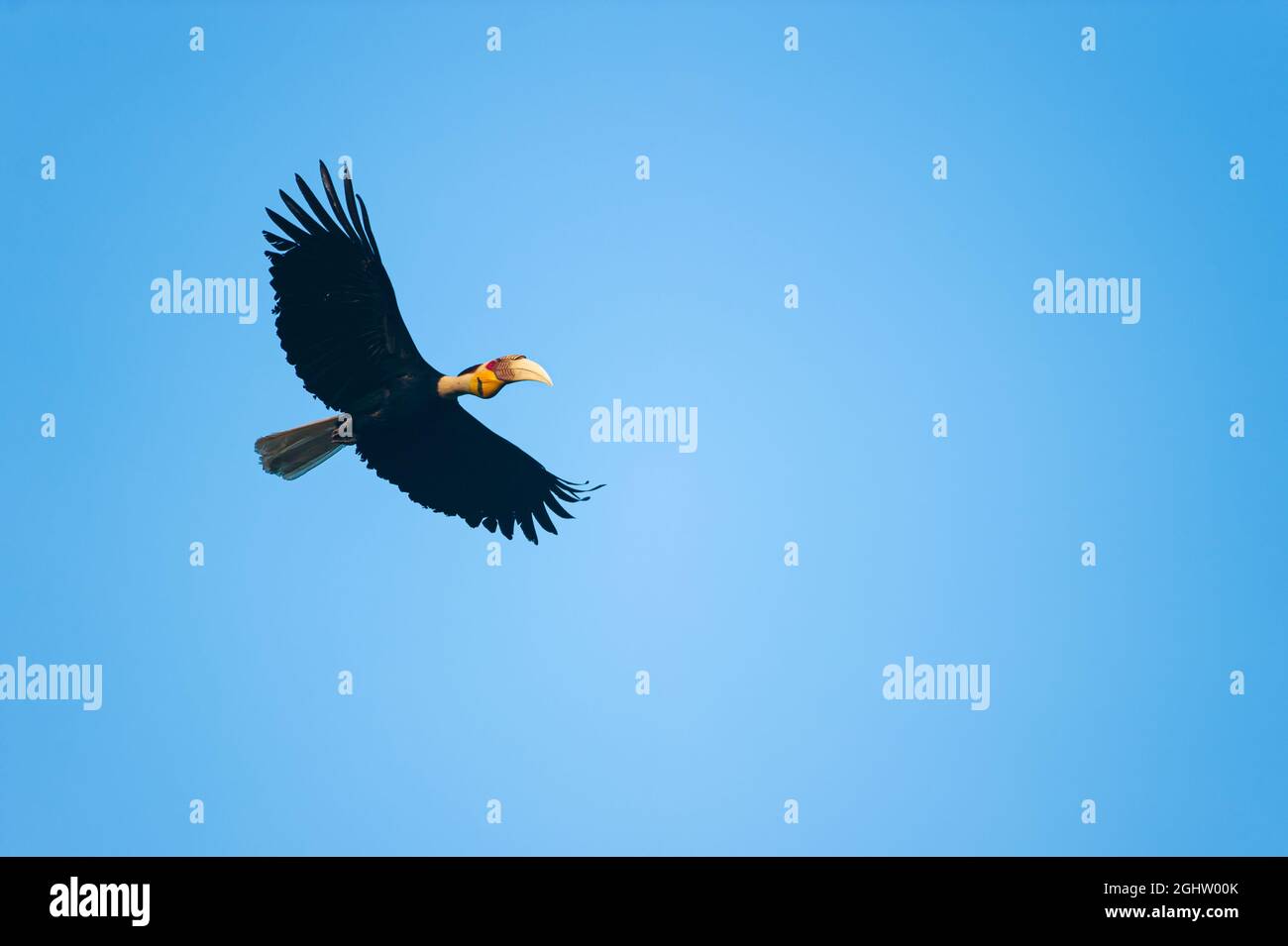 Un Hornbill wreathed maschio che vola nel cielo blu in estate. Parco Nazionale di Khao Yai, Thailandia. Foto Stock