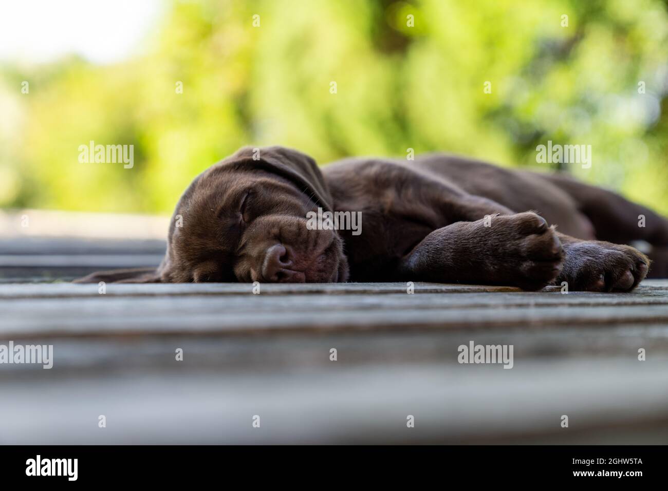 Puppy al cioccolato Labrador che dorme su una terrazza giardino, Austria Foto Stock