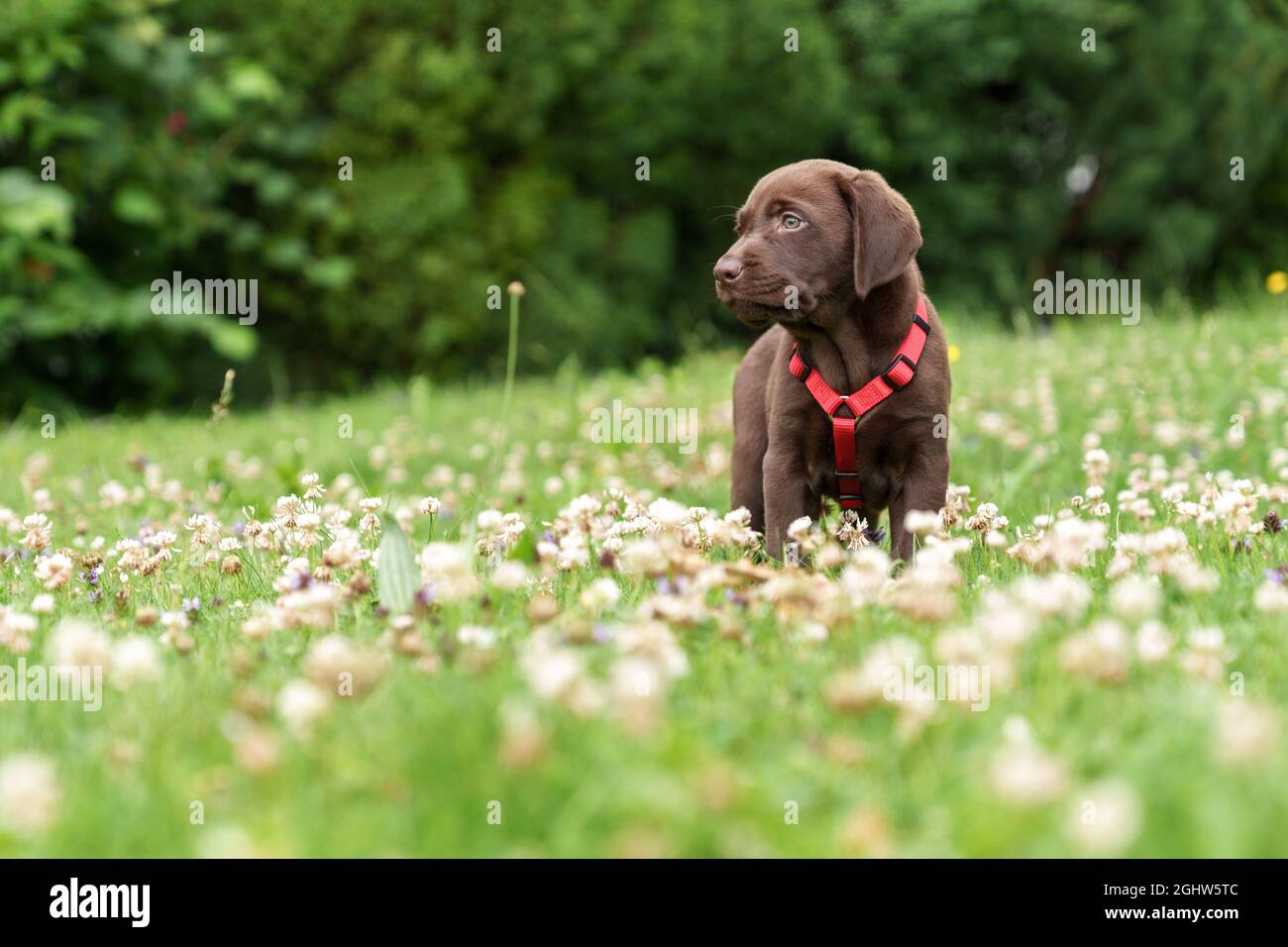 Cioccolato Labrador Puppy in piedi in un prato di fiori selvatici, Austria Foto Stock