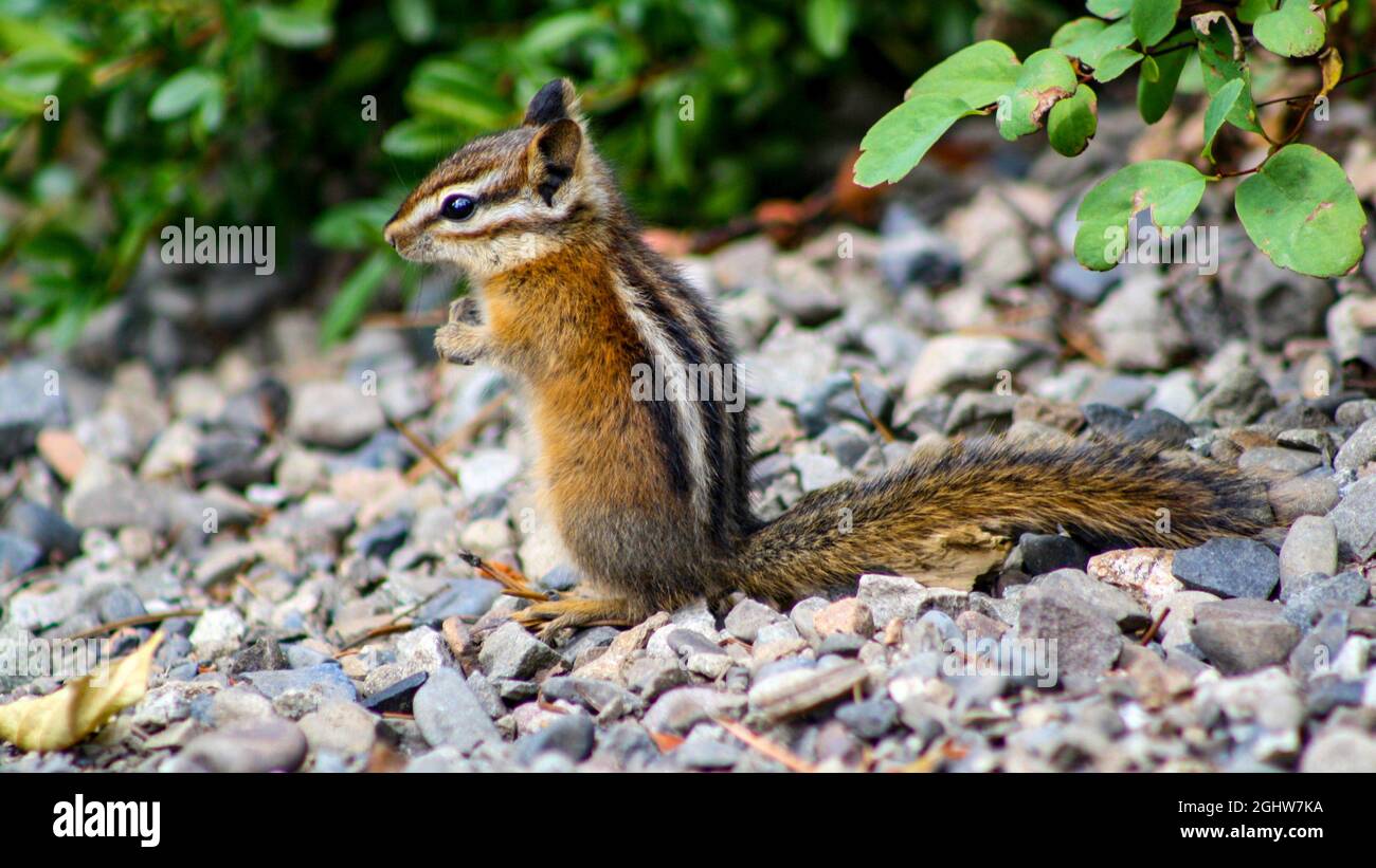 Chipmunk a coda rossa (Neotamias ruficaudus) con coda lunga. Alberta, Canada Foto Stock