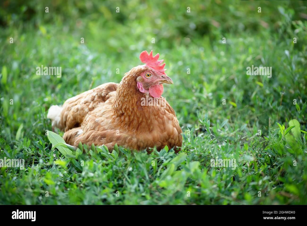 La gallina siede sulle uova nell'erba nel cortile. La gallina non deve essere disturbata inutilmente. Messa a fuoco selettiva Foto Stock