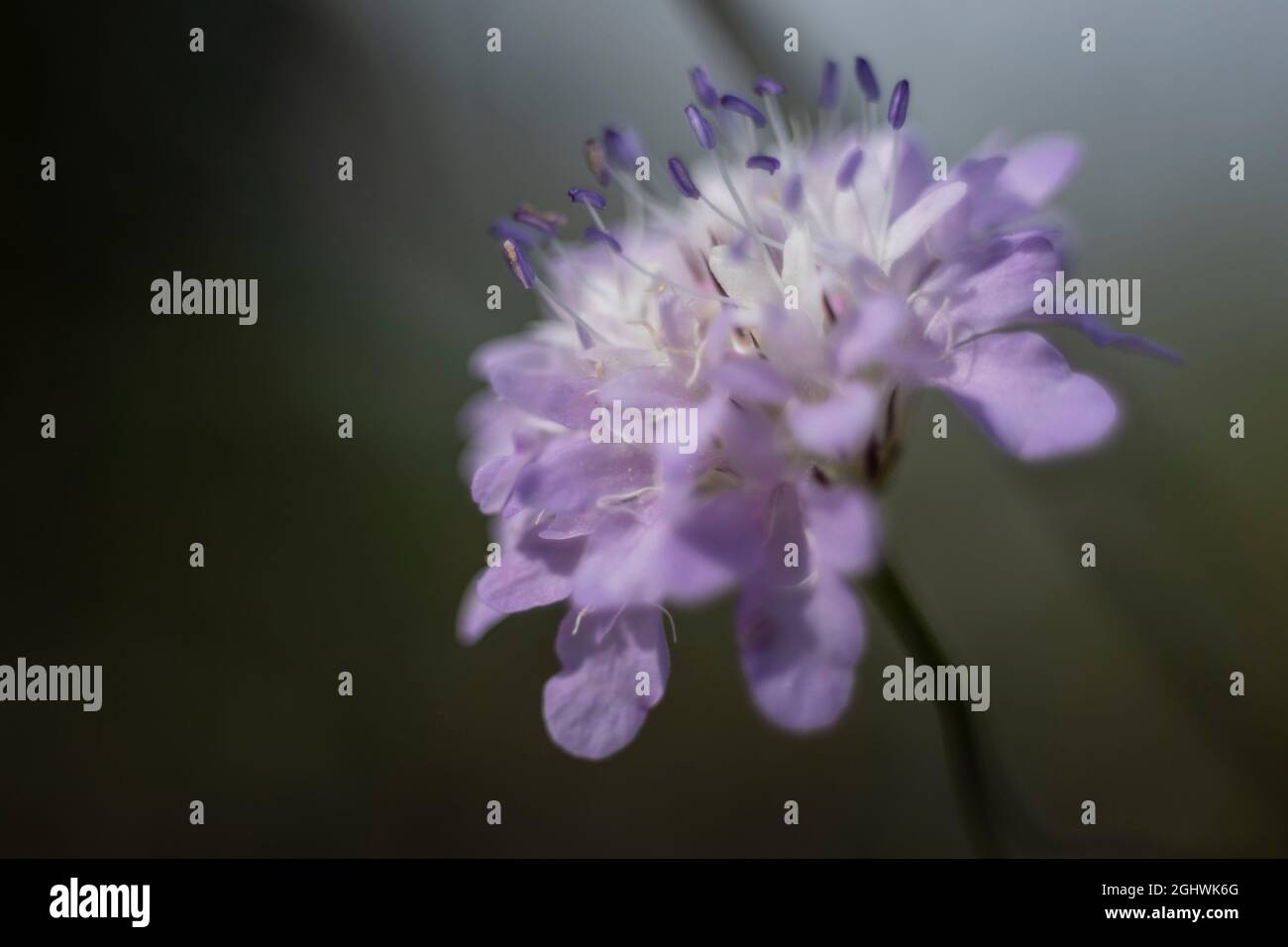 Scabiosa è un genere di piante fiorite appartenente alla famiglia delle Caprifoliacee Foto Stock