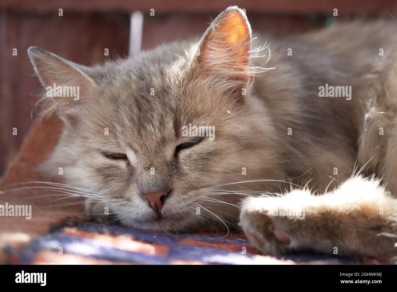 Muso di un gatto grigio addormentato, primo piano. Ritratto di un gatto domestico che dorme. Foto Stock