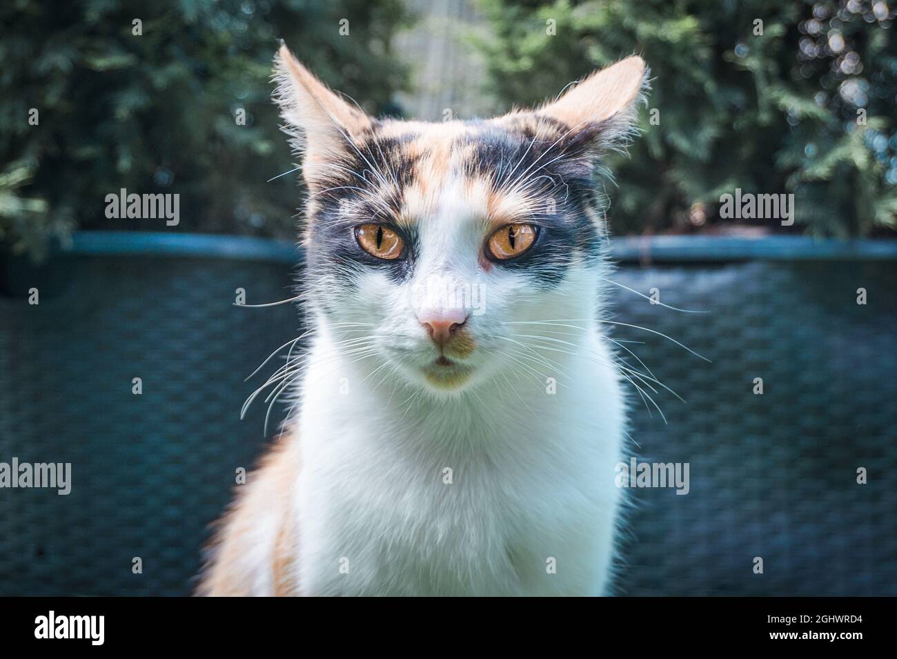 Gatto bianco, nero e arancione - ritratto, primo piano Foto Stock